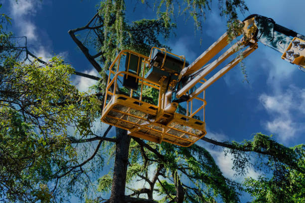 Best Arborist Consultation Services  in Fairchance, PA